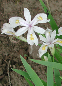 Iris tenuis